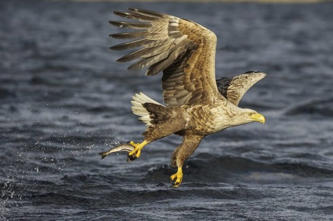 White-tailed Eagle (Haliaeetus albicilla) flying, Nord-Trondelag, Norway