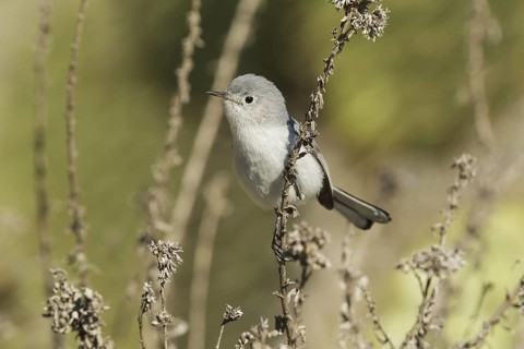 Blue-grey Gnatcatcher (Polioptila caerulea), California, USA