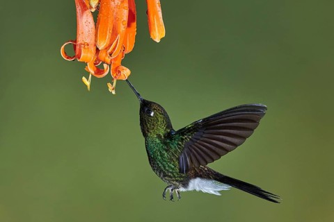 Tourmaline Sunangel (Heliangelus exortis) flying while feeding on flower nectar, Ecuador