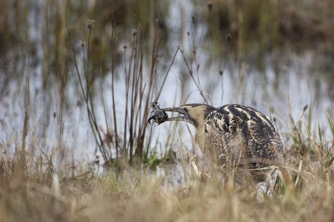 Eurasian Bittern (Botaurus stellaris) foraging, Burgenland, Austria