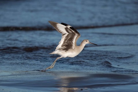 Willet (Tringa semipalmata inornata) taking flight, Santa Rosa, Guatemala