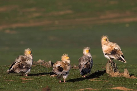 Egyptian Vulture (Neophron percnopterus), Castile-La Mancha, Spain