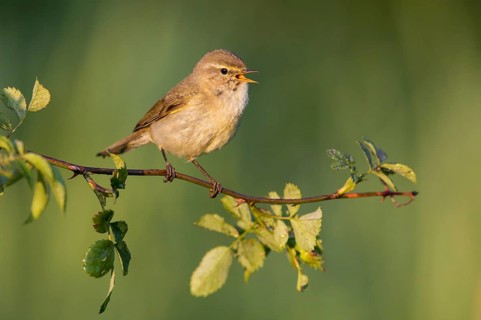Common Chiffchaff (Phylloscopus collybita) singing from a branch, Poland