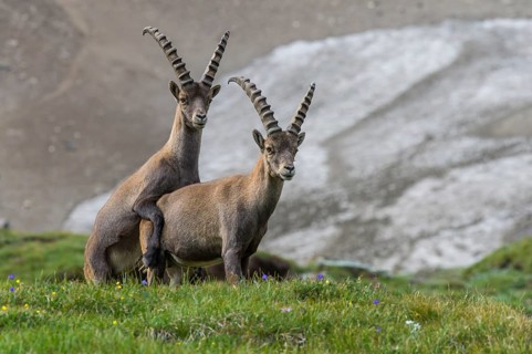 Alpine Ibex (Capra ibex) two males playing in alpine landscape, High Tauern, Carinthia, Austria
