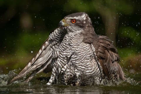 Northern Goshawk (Accipiter gentilis) bathing at a waterhole, Subotica, Serbia