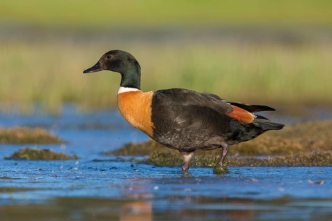 Australian Shelduck (Tadorna tadornoides) male, Victoria, Australia