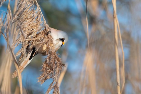 Bearded Reedling (Panurus biarmicus) male feeding on reed seed, Thuringia, Germany