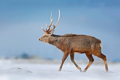 Animal with antler in the nature habitat, winter scene, Hokkaido, wildlife nature, Japan. Hokkaido