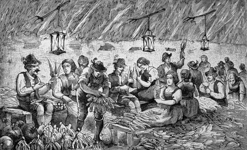 Harvest of corn, corn, in the Bavarian Alps, Bavaria, Germany, removing the leaves from the corn