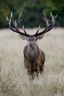 Capital stag... Red deer (Cervus elaphus) with impressive, far-reaching mighty antlers, 18-pointer,