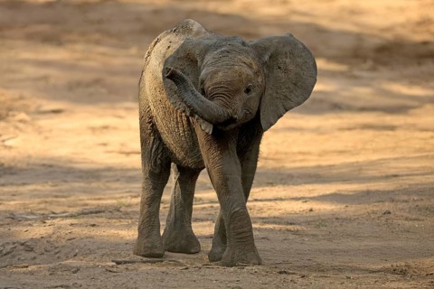 African elephant (Loxodonta africana), young animal, sniffing, trunk, dried up riverbed, Kruger,