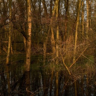 At high water levels... near-natural marshy forest, alluvial forest with alders, poplars, ash trees