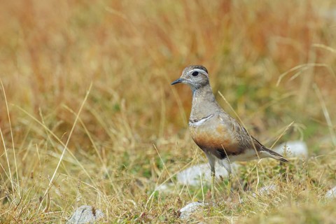 Eurasian Dotterel (Charadrius morinellus) male, Abruzzo, Italy