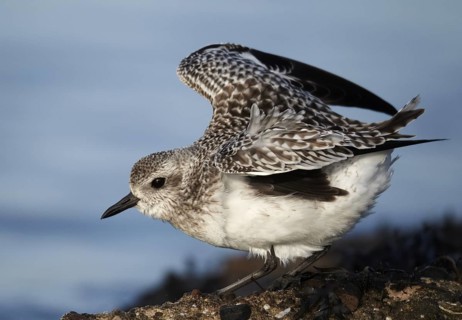 Grey Plover (Pluvialis squatarola), Schleswig-Holstein, Germany