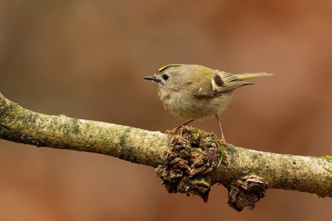 Goldcrest (Regulus regulus), Utrecht, Netherlands