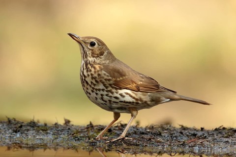 Song Thrush (Turdus philomelos), Utrecht, Netherlands