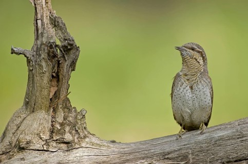 Eurasian Wryneck (Jynx torquilla), Saxony, Germany