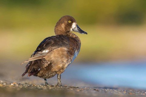 Greater Scaup (Aythya marila) female, Poland