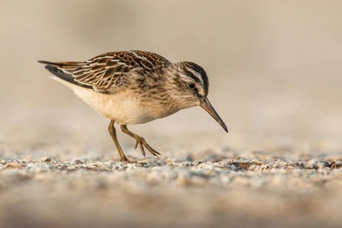 Broad-billed Sandpiper (Calidris falcinellus) foraging, Poland