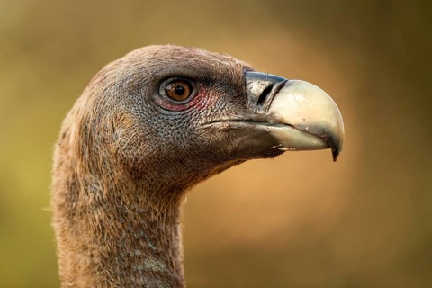 Griffon Vulture (Gyps fulvus), Extremadura, Spain