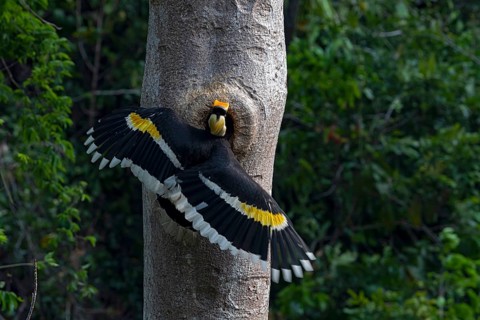 Great Hornbill (Buceros bicornis) male feeding at breeding cavity, Yunnan, China