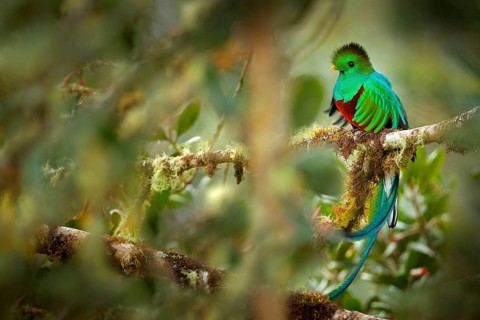 Resplendent Quetzal, Savegre in Costa Rica with green forest in background. Magnificent sacred