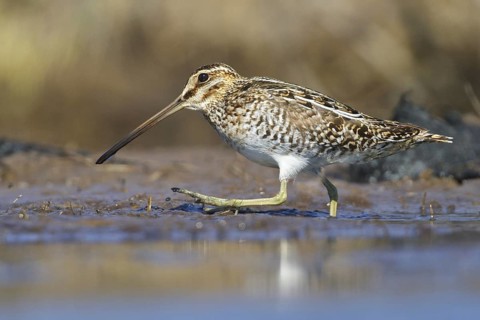 Wilson's Snipe (Gallinago delicata), Manitoba, Canada