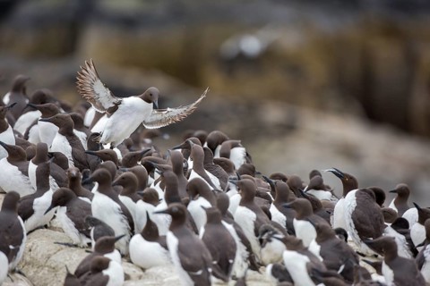 Common Murre (Uria aalge) colony, Farne Islands, United Kingdom