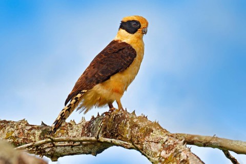 Laughing falcon, Herpetotheres cachinnans, siting on the tree with blue sky, Tarcoles River, Carara