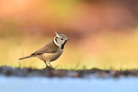 European Crested Tit (Lophophanes cristatus) at a waterhole, Netherlands