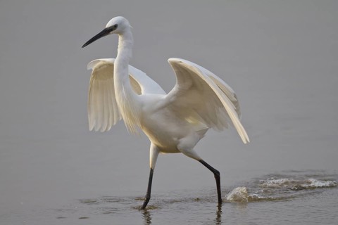 Little Egret (Egretta garzetta) foraging, Mallorca, Spain