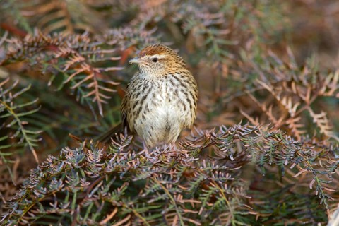 New Zealand Fernbird (Megalurus punctatus), New Zealand