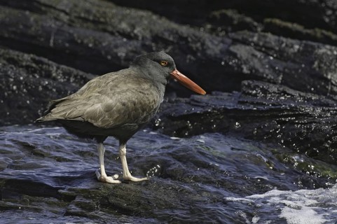 Blackish Oystercatcher (Haematopus ater), Falkland Islands