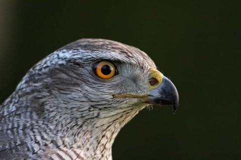 Northern Goshawk (Accipiter gentilis) female, Baden-Wuerttemberg, Germany
