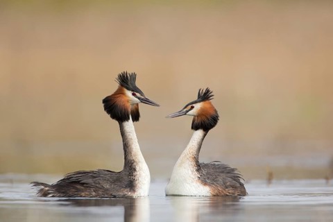 Great Crested Grebe (Podiceps cristatus) pair displaying, Saxony, Germany