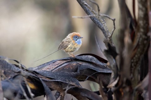 Mallee Emu-wren (Stipiturus mallee) male, Victoria, Australia