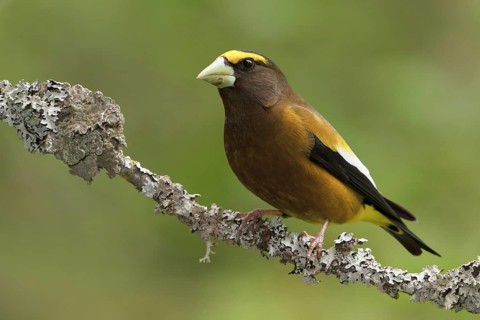 Evening Grosbeak (Hesperiphona vespertina) male, British Columbia, Canada