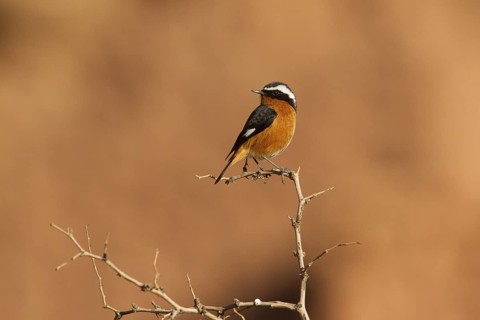 Moussier's Redstart (Phoenicurus moussieri) male, Morocco