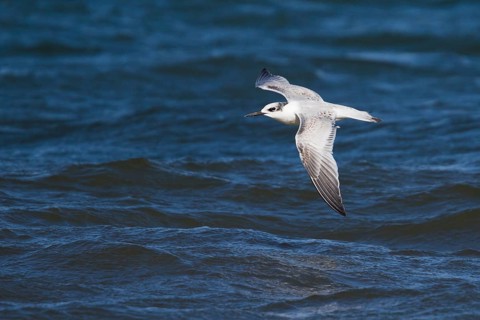 Sandwich Tern (Thalasseus sandvicensis) flying, Schleswig-Holstein, Germany