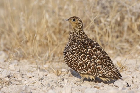 Namaqua Sandgrouse (Pterocles namaqua), Oshikoto, Namibia