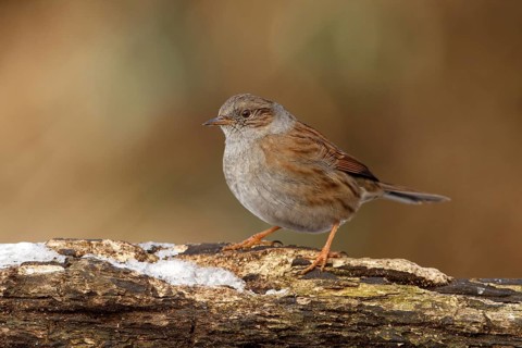 Dunnock (Prunella modularis), Utrecht, Netherlands