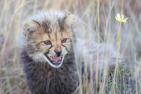 Cheetah (Acinonyx jubatus) hissing cub close-up, Philippolis, South Africa
