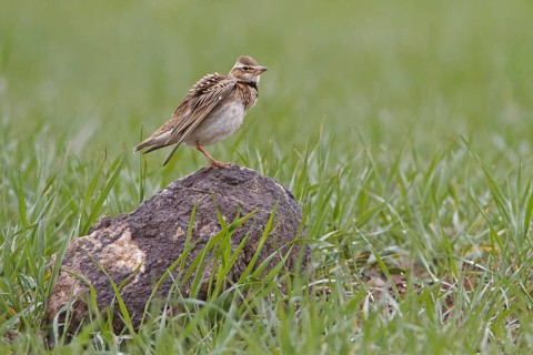 Bimaculated Lark (Melanocorypha bimaculata), Nigde, Turkey