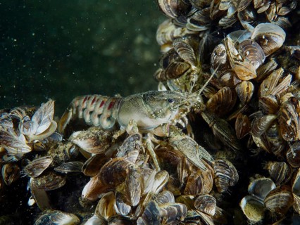 Crayfish (Faxonius limosus), American crayfish, invasive species among many mussels, quagga mussel