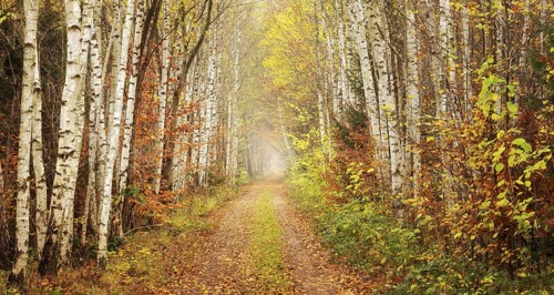 Hiking trail through birch forest in the Harz Mountains, Eckertal, Bad Harzburg, Lower Saxony,