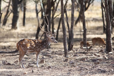 Axis deer or chital (Axis axis) in the dry forest, Ranthambore National Park, Rajasthan, India