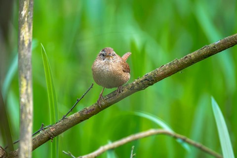 A wren (Troglodytes troglodytes) sitting on a branch, animal photo, bird, bird species, nature