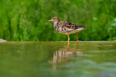 A bird stands in the water with its reflection visible, surrounded by green background, ruff