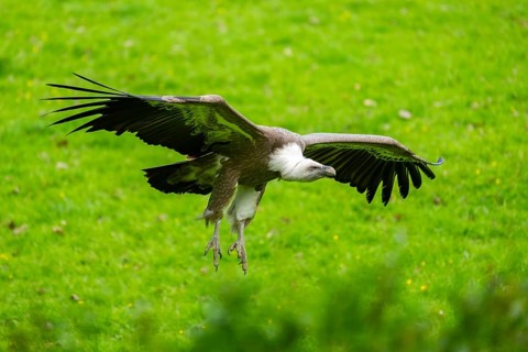 Eurasian griffon vulture (Gyps fulvus) flying over a meadow, Bavaria, Germany
