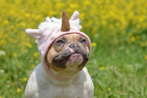 Pied French Bulldog dog with funny unicorn hat in front of blurry yellow flowers
